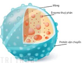 hinh-anh-bai-8-te-bao-nhan-thuc-12817-8