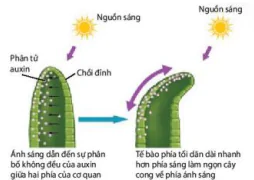 hinh-anh-bai-15-cam-ung-o-thuc-vat-12837-7