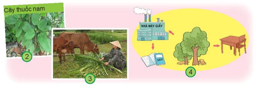 hinh-anh-bai-15-cay-xung-quanh-em-6736-7