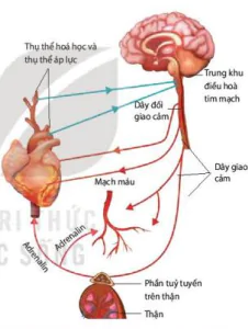 hinh-anh-bai-10-tuan-hoan-o-dong-vat-12076-9