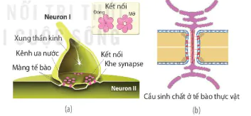hinh-anh-bai-8-te-bao-nhan-thuc-12817-26