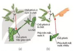 hinh-anh-bai-15-cam-ung-o-thuc-vat-12837-8