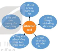 hinh-anh-bai-20-sinh-truong-va-phat-trien-o-thuc-vat-12877-9