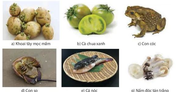 hinh-anh-bai-10-ngo-doc-thuc-pham-13589-9 hinh-anh-bai-10-ngo-doc-thuc-pham-13589-9