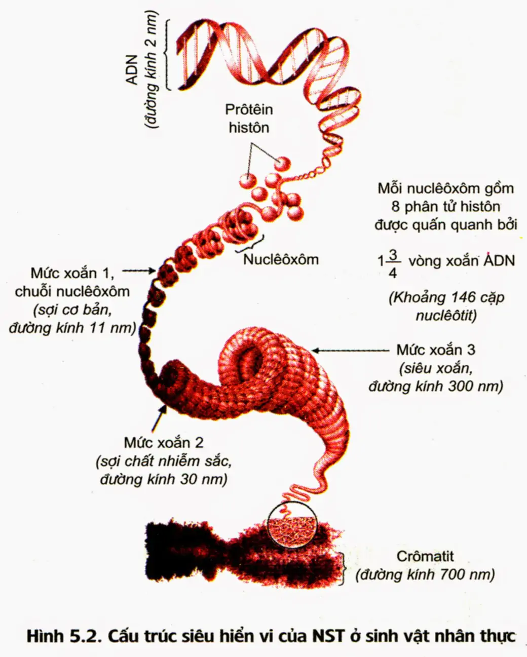 hinh-anh-bai-5-nhiem-sac-the-va-dot-bien-cau-truc-nhiem-sac-the-3388-1