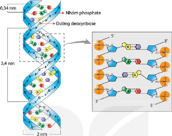 hinh-anh-bai-1-dna-va-co-che-tai-ban-dna-12410-0
