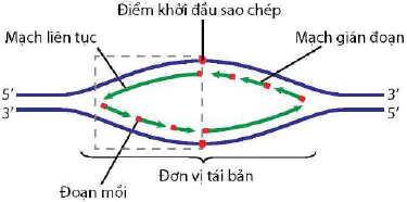 hinh-anh-bai-1-dna-va-co-che-tai-ban-dna-12410-1