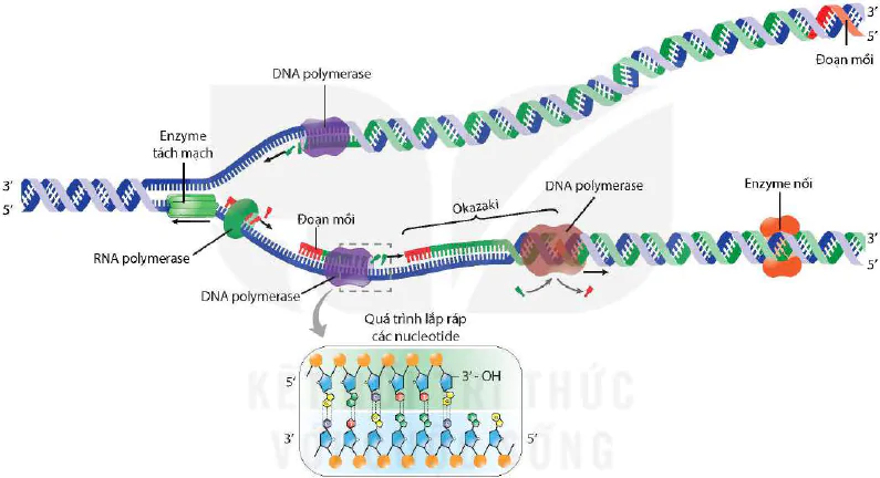 hinh-anh-bai-1-dna-va-co-che-tai-ban-dna-12410-2