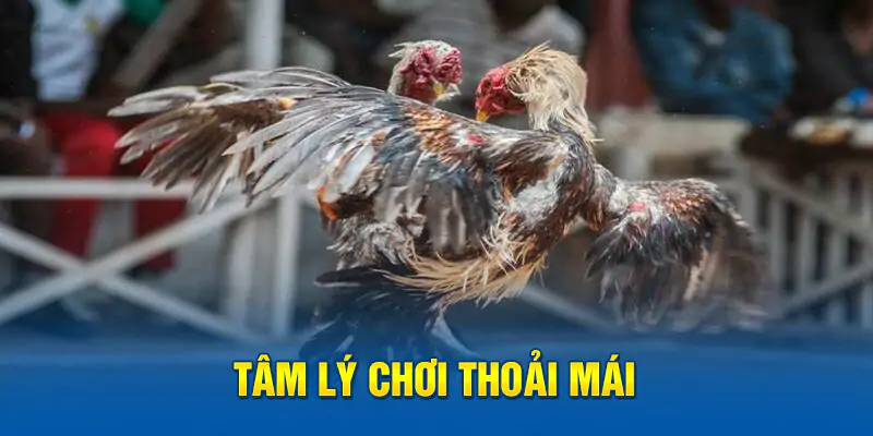 hinh-anh-meo-choi-da-ga-giup-ban-tro-thanh-cao-thu-tai-win78-nang-tam-tri-tue-ca-cuoc-195-3