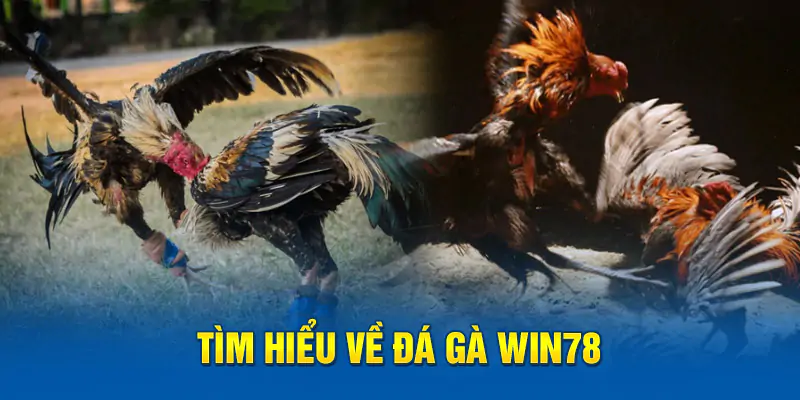 hinh-anh-meo-choi-da-ga-giup-ban-tro-thanh-cao-thu-tai-win78-nang-tam-tri-tue-ca-cuoc-195-0