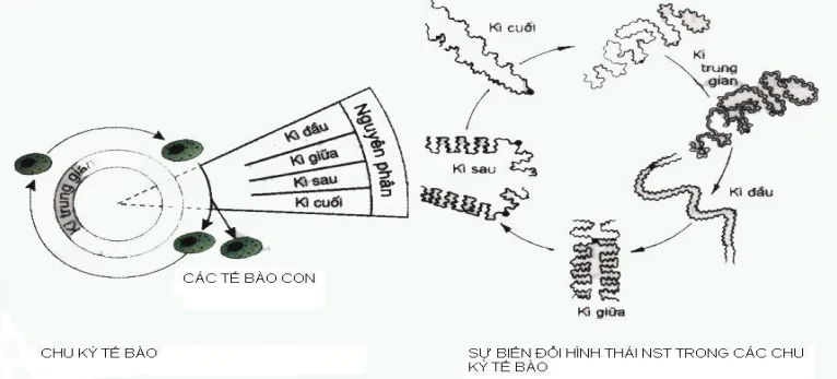 hinh-anh-bai-5-nhiem-sac-the-va-dot-bien-cau-truc-nhiem-sac-the-3388-0