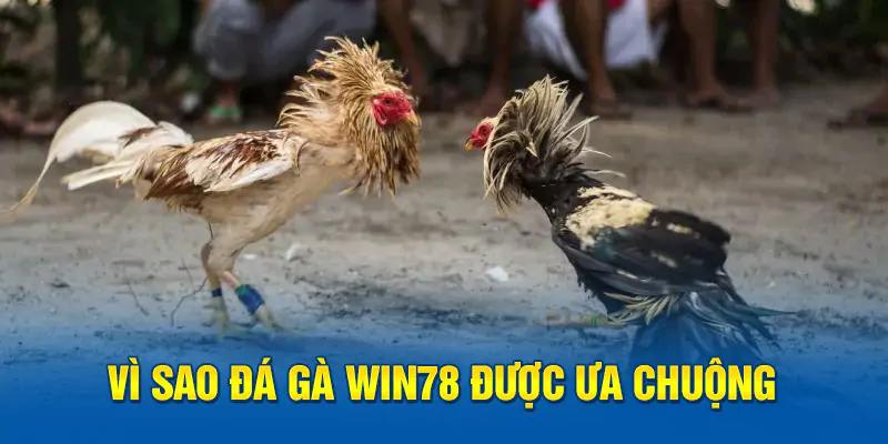 hinh-anh-meo-choi-da-ga-giup-ban-tro-thanh-cao-thu-tai-win78-nang-tam-tri-tue-ca-cuoc-195-1